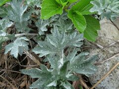 Artemisia saitoana
