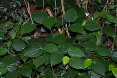 Piper capense