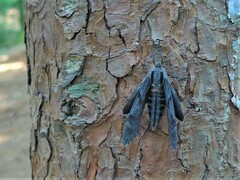 Sphinx caliginea