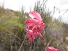 Gladiolus guthriei
