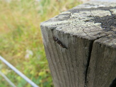 Athripsodes albifrons