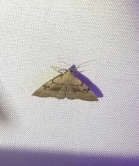 Zanclognatha dentata