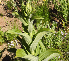 Veratrum viride