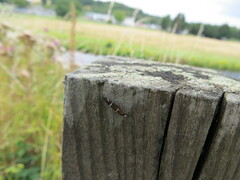 Athripsodes albifrons