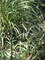 Chasmanthium nitidum