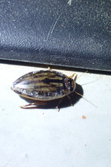 Coptotomus