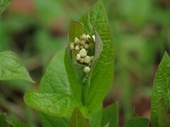 Vincetoxicum ascyrifolium