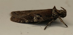 Agonopterix lythrella