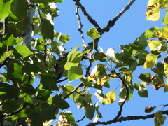 Dendrocopos leucotos