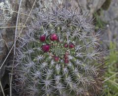 Eriosyce castanea