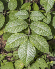Fraxinus quadrangulata