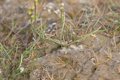 Triglochin gaspensis