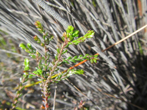 Image of Lachnaea pudens by (c) douglaseustonbrown, some rights reserved (CC BY-SA)