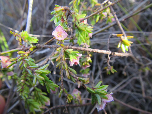 Modest Stripper (Lachnaea pudens)