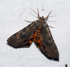 Catocala grynea