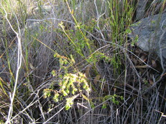 Lachnaea pudens