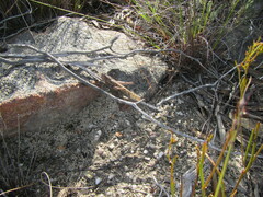 Schistocerca gregaria flaviventris