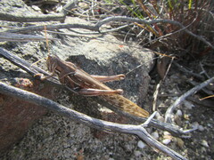 Schistocerca gregaria flaviventris