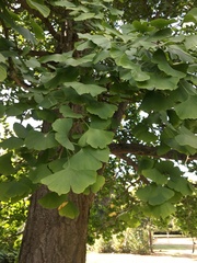 Ginkgo