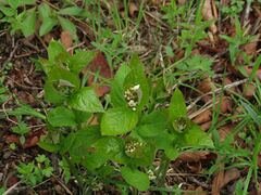 Vincetoxicum ascyrifolium