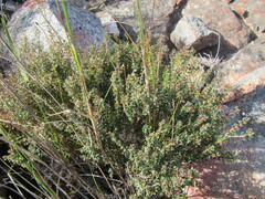 Agathosma stipitata