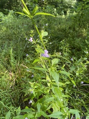 Mimulus alatus