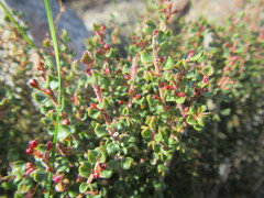 Agathosma stipitata