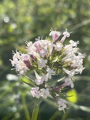 Valeriana capitata