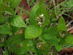 Vincetoxicum ascyrifolium