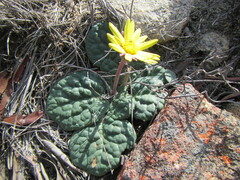 Othonna oleracea