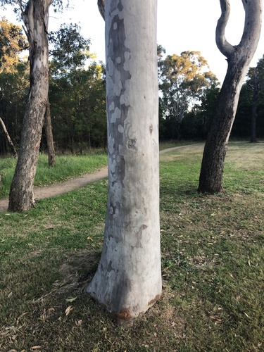 Corymbia citriodora
