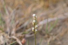 Triglochin gaspensis