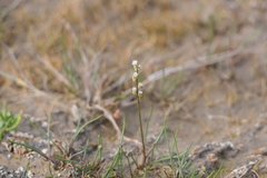 Triglochin gaspensis