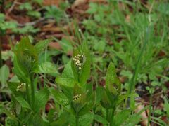 Vincetoxicum ascyrifolium