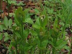 Vincetoxicum ascyrifolium