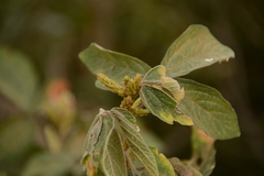 Flemingia grahamiana