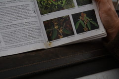 Flemingia grahamiana