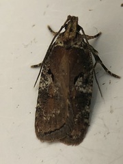 Agonopterix lythrella