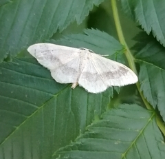 Idaea aversata