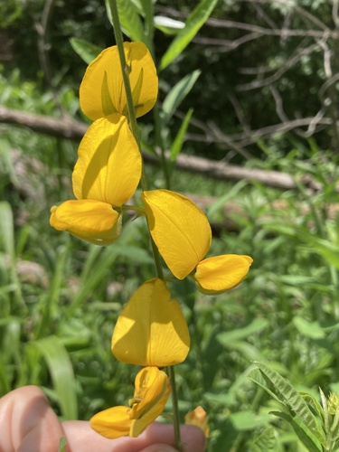 Crotalaria juncea iNat (2)