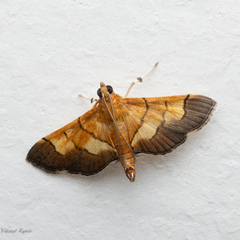 Syngamia latimarginalis