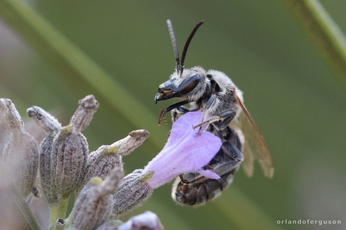 Representative image of Lasioglossum albocinctum