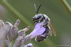 Lasioglossum albocinctum