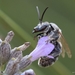 Lasioglossum albocinctum - Photo (c) Urs Taeger, some rights reserved (CC BY-NC-ND), uploaded by Urs Taeger