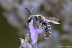 Lasioglossum albocinctum