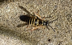 Vespula