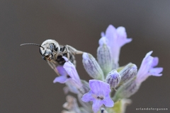 Lasioglossum albocinctum