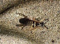 Vespula