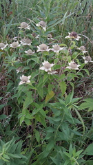Monarda fistulosa fistulosa