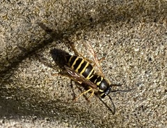 Vespula